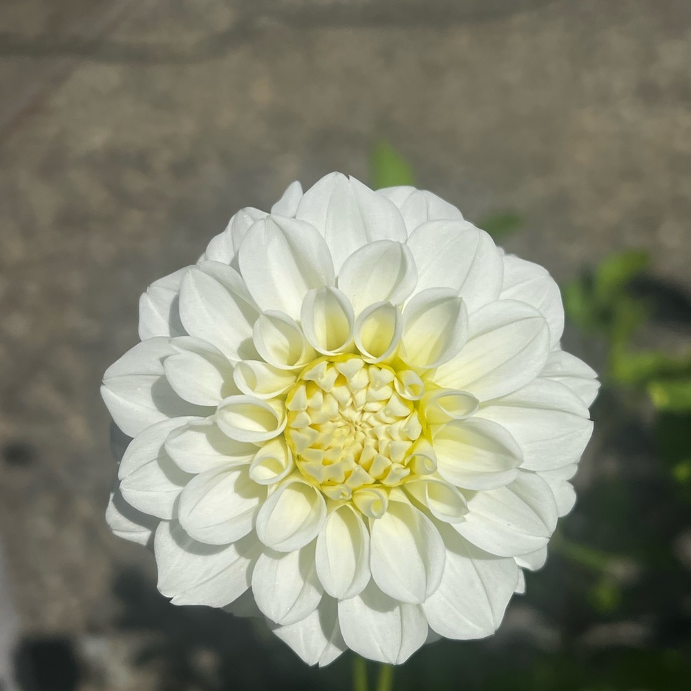 Dahlia White Fawn